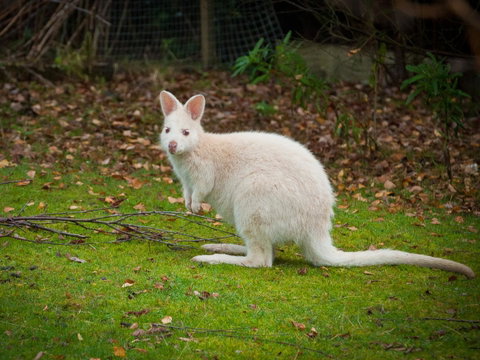 Parnella Adventure Bay, Bruny Island - Hotel QLD 20