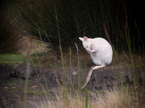 Parnella Adventure Bay, Bruny Island - Hotel QLD 18