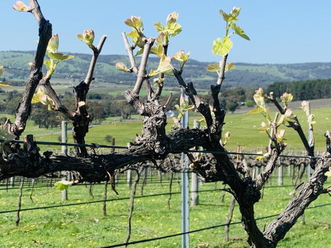 Amongst The Vines Deluxe Retreat - Hotel QLD 1