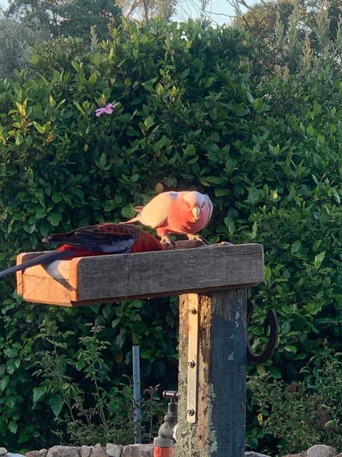 Pier 9 - Hotel QLD 3