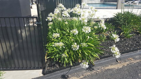 Bathurst Gold Panner - Hotel QLD 1