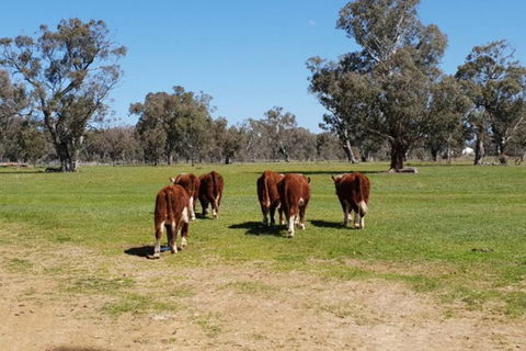 Big Tiny Jindera Park - Hotel QLD 1