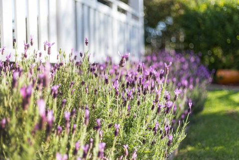 BIRCHES B&B - Hotel QLD 3