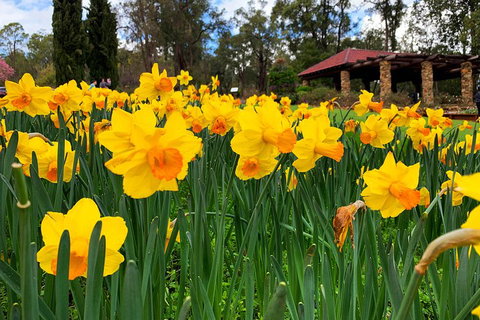 Spring Wildflower (Private) Day Tours - Hotel QLD 1