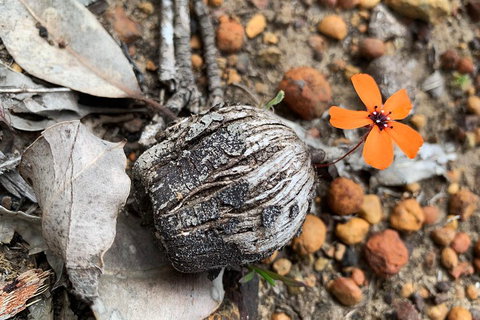 Spring Wildflower (Private) Day Tours - Hotel QLD 5