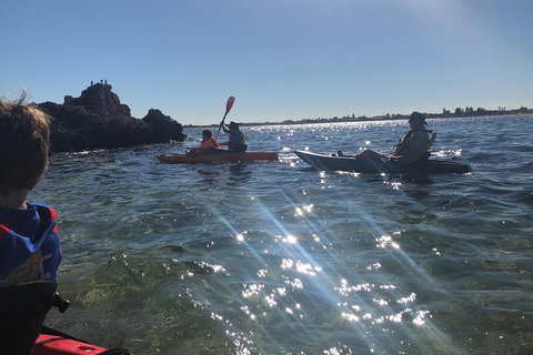 Penguin Island And Fremantle - Canoe, Chocolate & Coffee - Hotel QLD 1