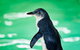 Penguin Island And Fremantle - Canoe, Chocolate & Coffee - thumb 4