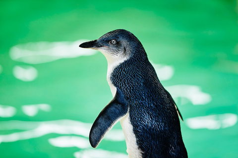 Penguin Island And Fremantle - Canoe, Chocolate & Coffee - Hotel QLD 4