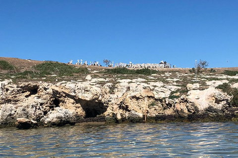 Penguin Island And Fremantle - Canoe, Chocolate & Coffee - Hotel QLD 5