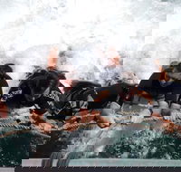 Cruise in Moreton Bay Marine Park and Moreton Island - Hotel QLD