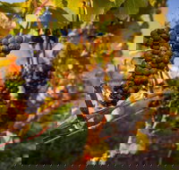 Full Day Tamar Valley Wine Tour - Hotel QLD