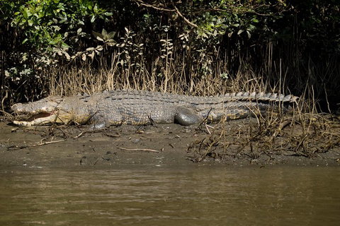 5-Day Best Of Cairns With Daintree, Kuranda, And Great Barrier Reef - Hotel QLD 5