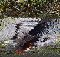 Full Day Tour in the Daintree - Hotel QLD