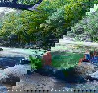 Afternoon Half-Day Daintree Rainforest and River Tour - Hotel QLD