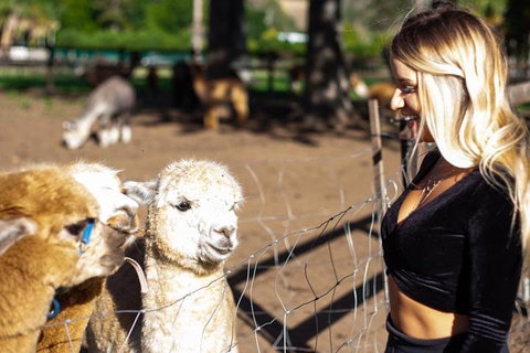 O'Reilly's & Lamington National Park Incl. Alpaca Farm + Vineyard - Hotel QLD 3