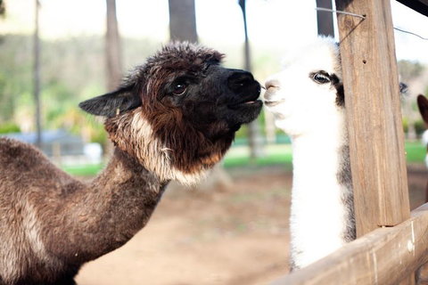 O'Reilly's & Lamington National Park Incl. Alpaca Farm + Vineyard - Hotel QLD 4