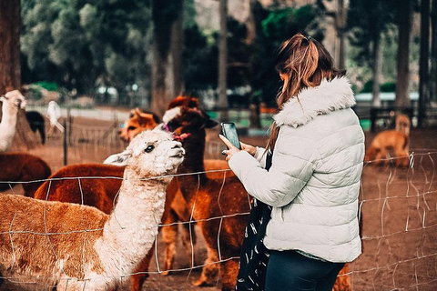 O'Reilly's & Lamington National Park Incl. Alpaca Farm + Vineyard - Hotel QLD 5