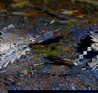 Glow Worms Private Tour - Nocturnal Rainforest Walk - Hotel QLD