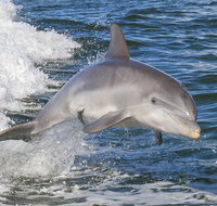 Noosa Oceanrider Scenic Dolphin Safari - Hotel QLD