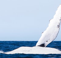 2-Hour Guided Whale Watching Tour at Noosa - Hotel QLD