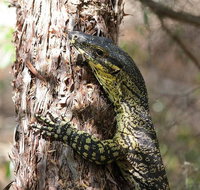 Byron Bay Combo Hinterland Tour Including Minyon Falls and Kayaking with Dolphins - Hotel QLD