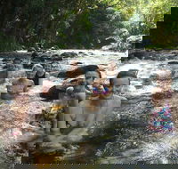 Daintree Rainforest Cape Tribulation Mossman Gorge Small-Group Day Tour - Hotel QLD