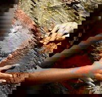 Ngana Julaymba Dungay - Full Day - Hotel QLD