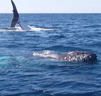 Noosa Whale Watching - Hotel QLD