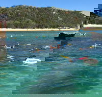 All Inclusive Dolphin and Tangalooma Wrecks Cruise - Hotel QLD
