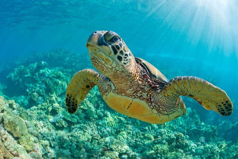 All Inclusive Tangalooma Wrecks Cruise Tour From Gold Coast - Hotel QLD 4