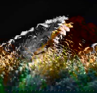 Sydney Taronga Zoo General Entry Ticket - Hotel QLD