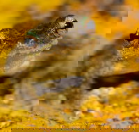 Daintree and Cape Tribulation Full Day Guided Tour - Hotel QLD