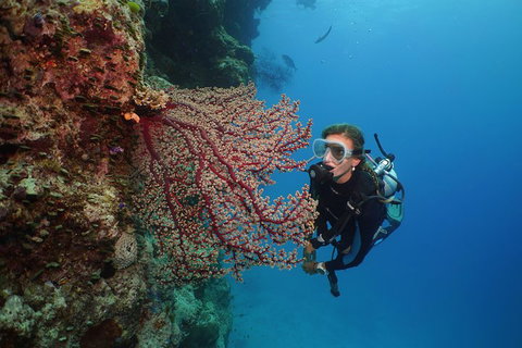 Silversonic Outer Great Barrier Reef Dive And Snorkel Cruise From Port Douglas - Hotel QLD 0
