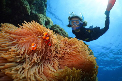 Silversonic Outer Great Barrier Reef Dive And Snorkel Cruise From Port Douglas - Hotel QLD 3