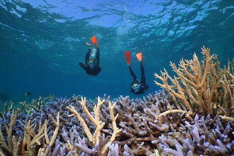 Silversonic Outer Great Barrier Reef Dive And Snorkel Cruise From Port Douglas - Hotel QLD 4