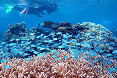Silversonic Outer Great Barrier Reef Dive And Snorkel Cruise From Port Douglas - Hotel QLD 5