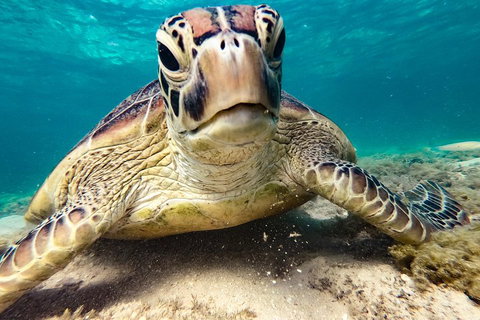 Sail, Snorkel, SUP & Kayak Charter Whitsundays - Hotel QLD 0