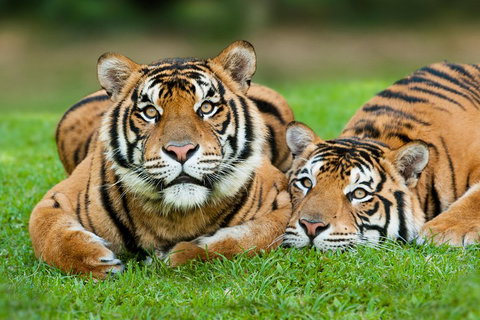 The Ultimate Gold Coast Attractions Pass - Hotel QLD 2