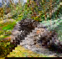 Cradle Mountain National Park Day Tour from Launceston - Hotel QLD