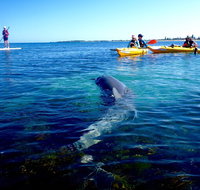 Penguin and Seal Islands Sea Kayaking Experience - Hotel QLD