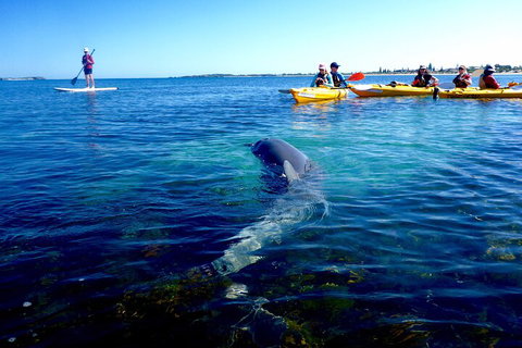 Penguin And Seal Islands Sea Kayaking Experience - Hotel QLD 0