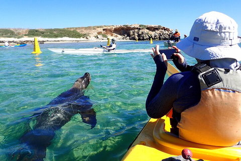 Penguin And Seal Islands Sea Kayaking Experience - Hotel QLD 2