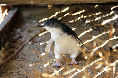 Penguin And Seal Islands Sea Kayaking Experience - Hotel QLD 3