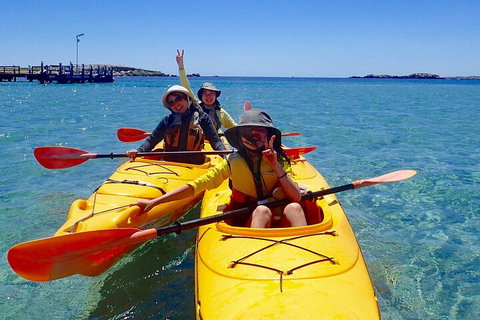 Penguin And Seal Islands Sea Kayaking Experience - Hotel QLD 4