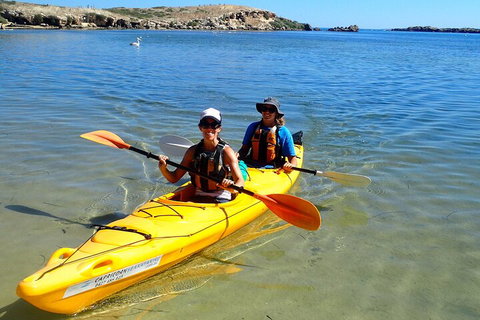 Penguin And Seal Islands Sea Kayaking Experience - Hotel QLD 5