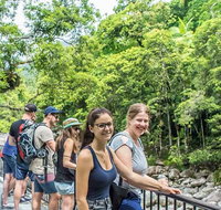 Cape Tribulation Mossman Gorge and Daintree Rainforest Day Trip from Cairns or Port Douglas - Hotel QLD