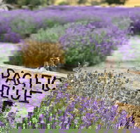 Kangaroo Island Food and Wine Trail Tour - Hotel QLD