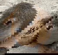 Kangaroo Island Scenic Trail Tour - Hotel QLD