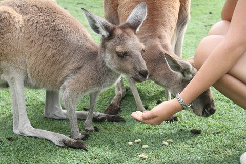 Pinnacles Desert, Koalas And Sandboarding 4WD Day Tour From Perth - Hotel QLD 1