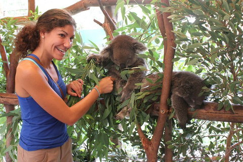 Pinnacles Desert, Koalas And Sandboarding 4WD Day Tour From Perth - Hotel QLD 5